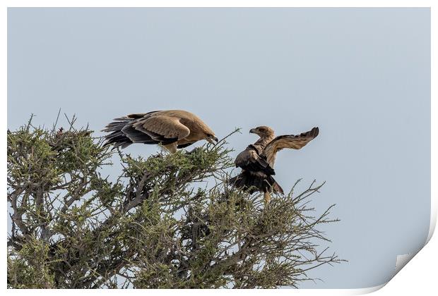 Two Tawny Eagles in a Tree, No. 3 Print by Belinda Greb