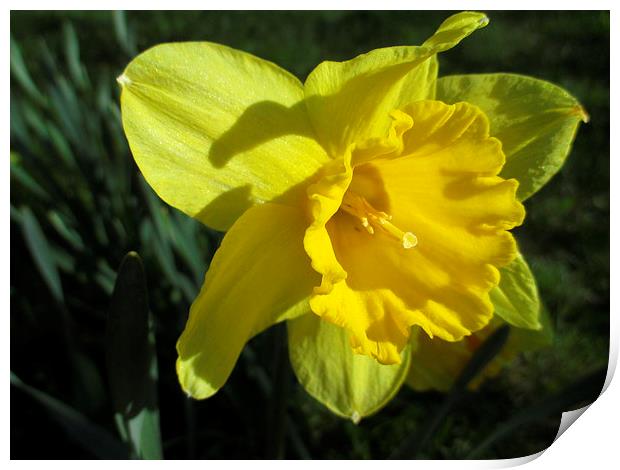 Daffodil In The Sun Print by Martin Howard