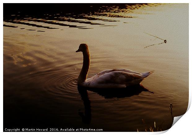 The Sundown Swan Print by Martin Howard