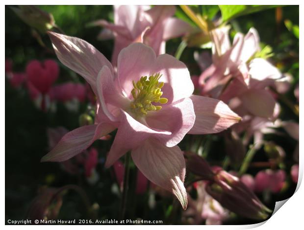 Aquilegia With A Heart Print by Martin Howard