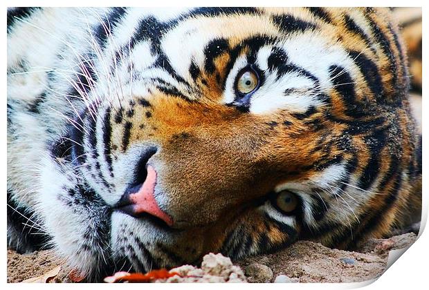 Siberian Tiger Print by Richard Cruttwell