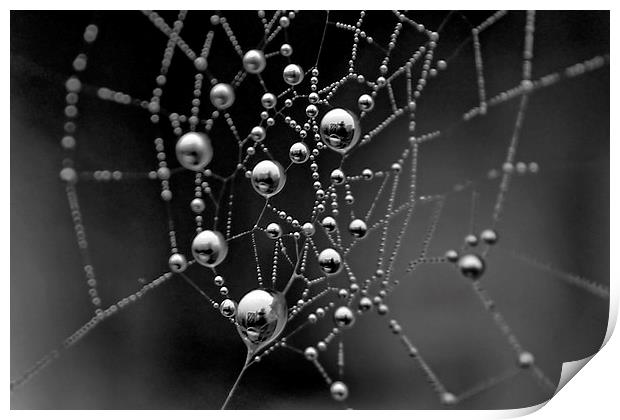 Spiders Web Print by Richard Cruttwell