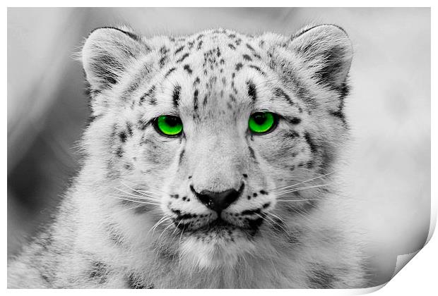 Snow Leopard Cub Print by Richard Cruttwell