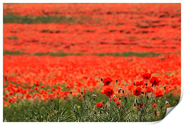 Field of Poppies Print by Richard Cruttwell