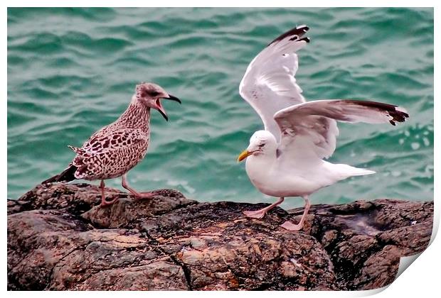 Young and Mature Seagulls Print by Richard Cruttwell