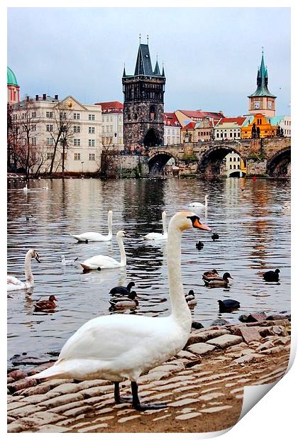 River Vltava, Prague Print by Richard Cruttwell