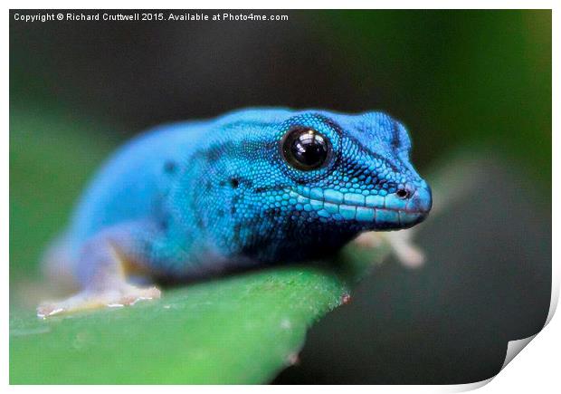  Turquoise Dwarf Gecko Print by Richard Cruttwell