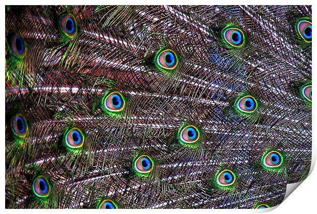 Peacock Feathers Print by Scott Anderson