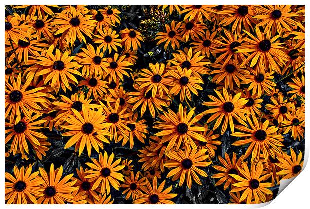 Daisy Flowers Print by Scott Anderson