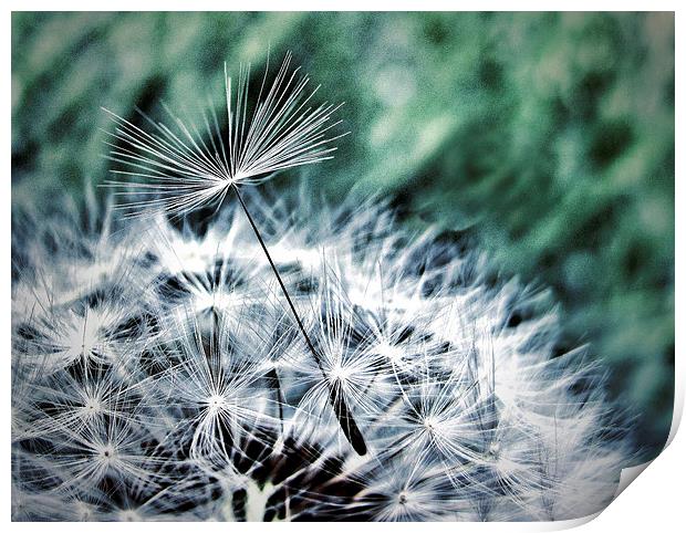 Dandelion Seed Helicopter Print by Scott Anderson