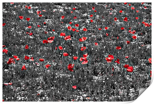Poppy Field Print by Scott Anderson
