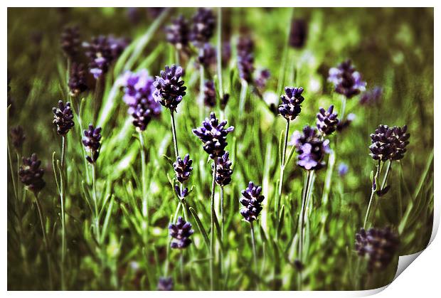 Lavender Flowers Print by Scott Anderson