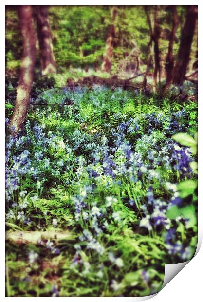 Bluebell Wood Print by Scott Anderson
