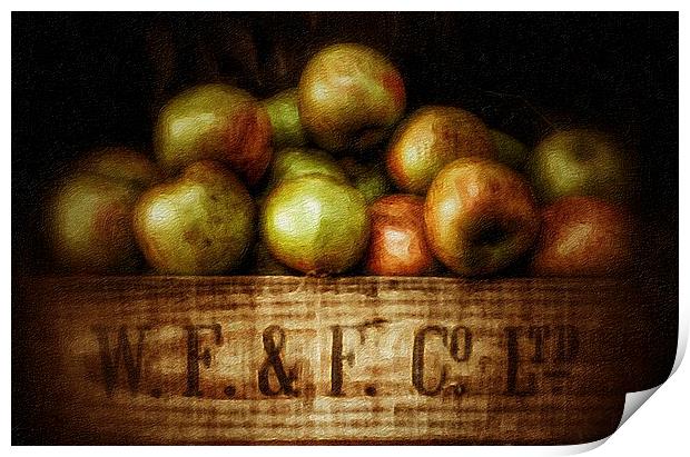 Painted Apples in Crate Print by Scott Anderson