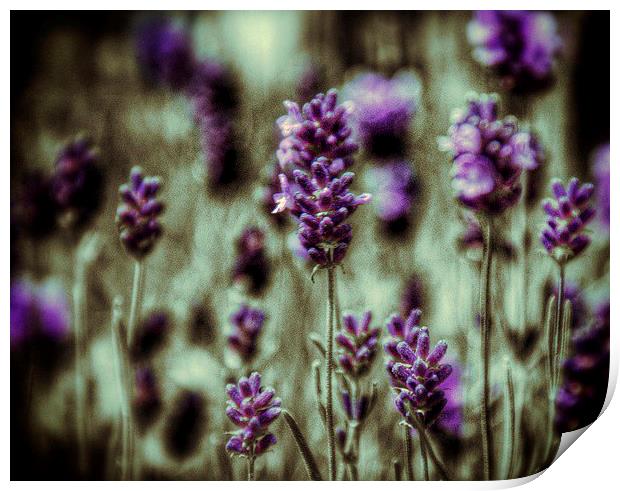 Lavender Print by Scott Anderson