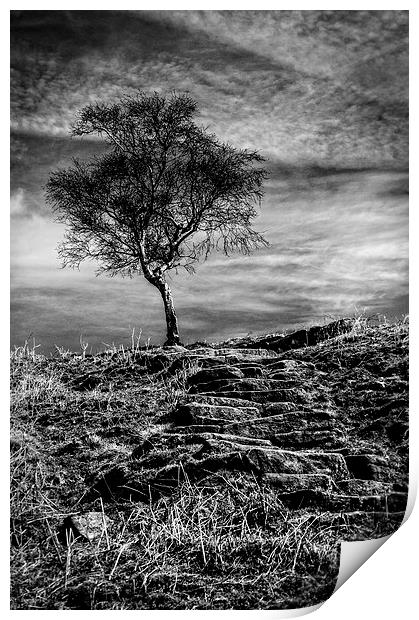  Tree on the Moor Print by Scott Anderson