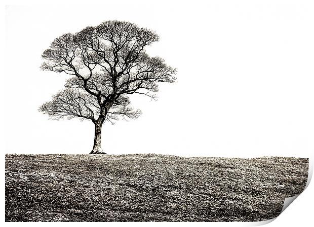 Lone Tree Print by Scott Anderson