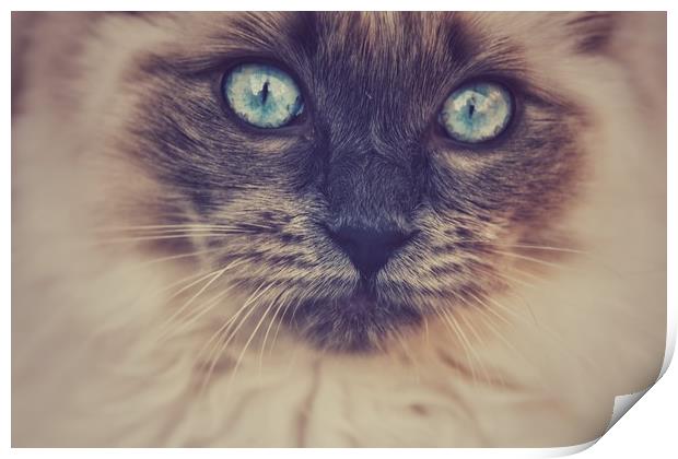 Blue Eyed Cat Print by Scott Anderson