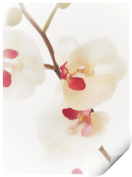 Pink Orchid Print by Scott Anderson