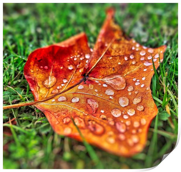 Autumnal Leaf and Water Drop Print by Scott Anderson