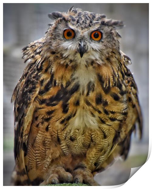 Eagle Owl Print by Scott Anderson