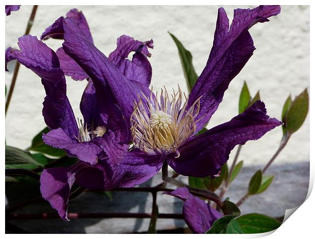 Purple Clematis Print by Stephen Cocking