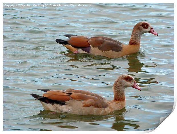  Egyptian Geese Print by Stephen Cocking