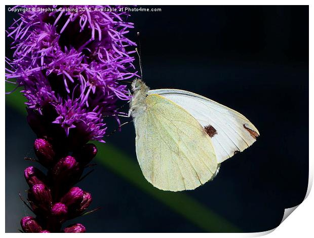 White Butterfly on a Liatris Print by Stephen Cocking
