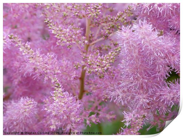 Astilbe Pink Flowers Print by Stephen Cocking
