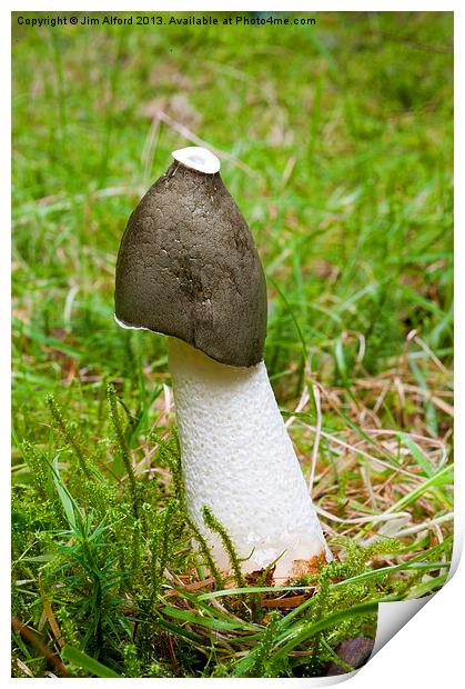 Common Stinkhorn Print by Jim Alford