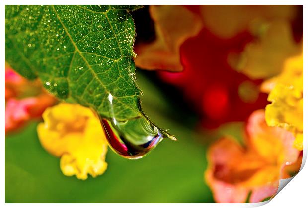 A Drop of Beauty Print by Tom and Dawn Gari