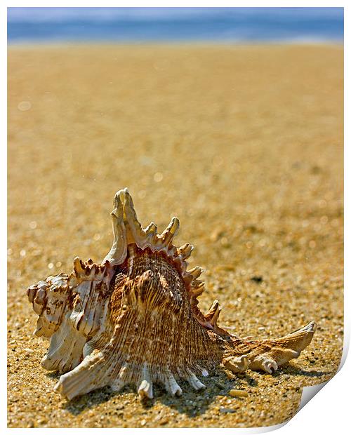 Sea Shell By The Sea Shore Print by Tom and Dawn Gari