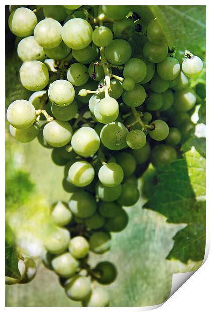  White Wine Grapes Print by Tom and Dawn Gari