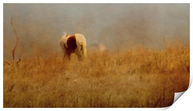  Assateague Pony Print by Tom and Dawn Gari