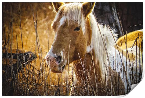  Wild Horse of Chincoteague Print by Tom and Dawn Gari