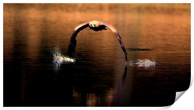 Eagle skimming lake Print by Gurinder Punn