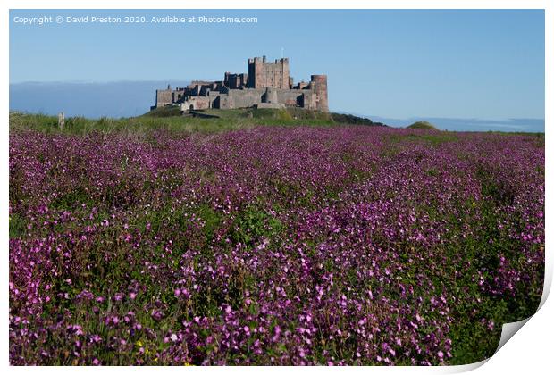 Bamburgh castle in a sea of purple blooms Print by David Preston