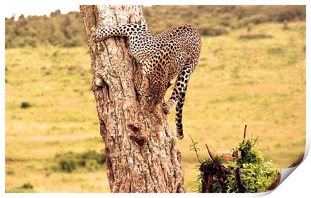 JST2061 Leopard desent Print by Jim Tampin