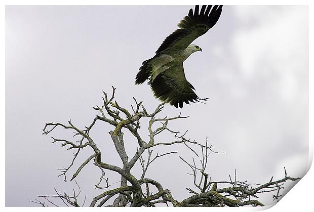 JST2610 Immature Tawny Eagle Print by Jim Tampin