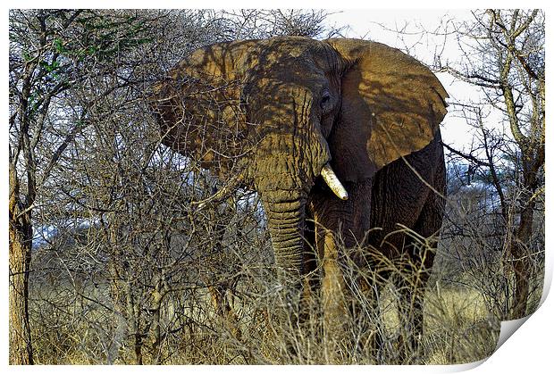 JST2713 African Bull Elephant Print by Jim Tampin