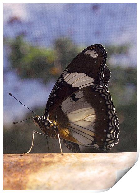 JST2663 Butterfly, Large Strched Swordtail Print by Jim Tampin