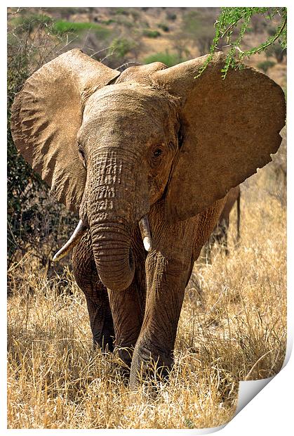JST2685 Young African Elephant Print by Jim Tampin