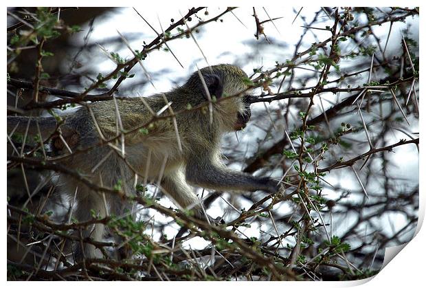 JT2692 Blackfaced Vervet Monkey Print by Jim Tampin