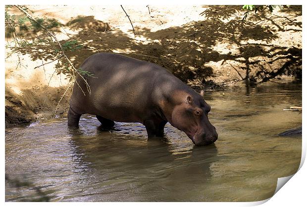 JST2701 Hippo in the River Tsavo Print by Jim Tampin