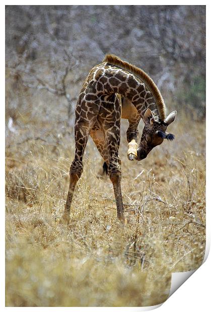 JST2703 Young Masai Giraffe Print by Jim Tampin