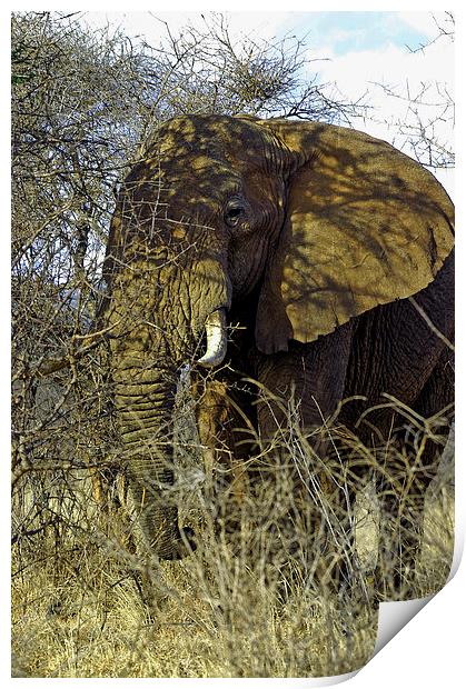JST2714 African Bull Elephant Print by Jim Tampin