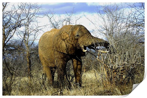 JST2716 African Bull Elephant Print by Jim Tampin