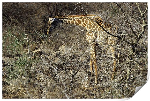 JST2719 Masai Giraffe Print by Jim Tampin
