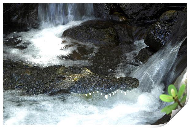 JST2723 crocodile fishing Print by Jim Tampin