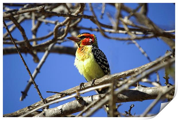 JST2729 Red and Yellow Barbet Print by Jim Tampin